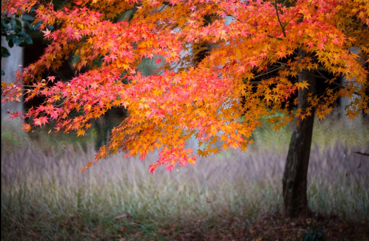 Autumn Album