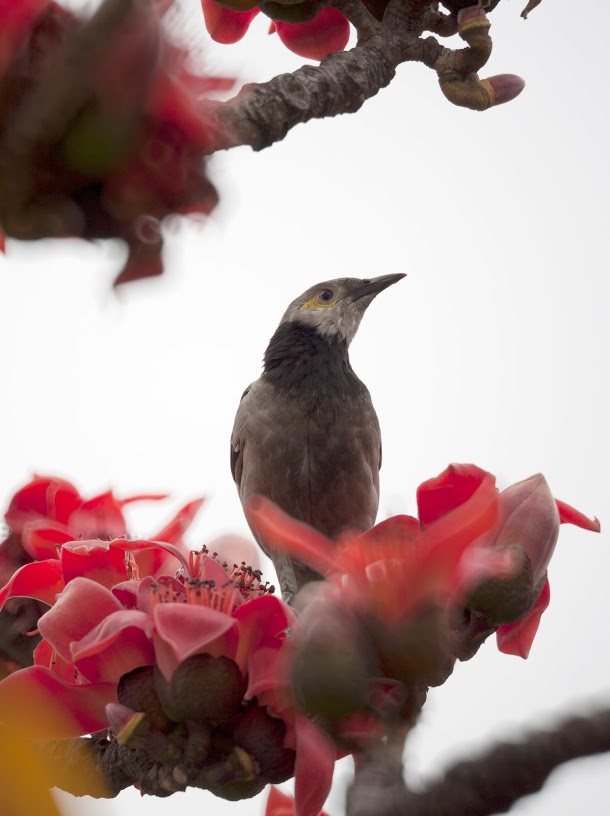 flowersBirdsCover